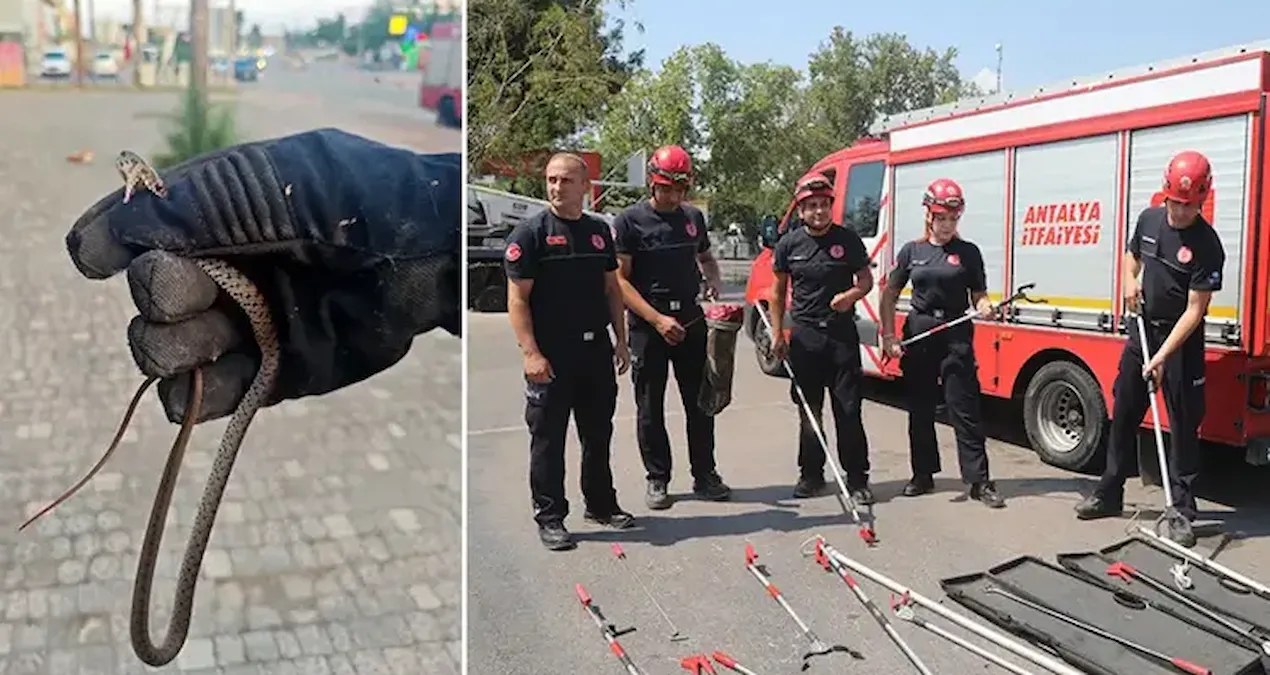 Bir kenti son günlerde yılanlar bastı! - Sözcü Gazetesi